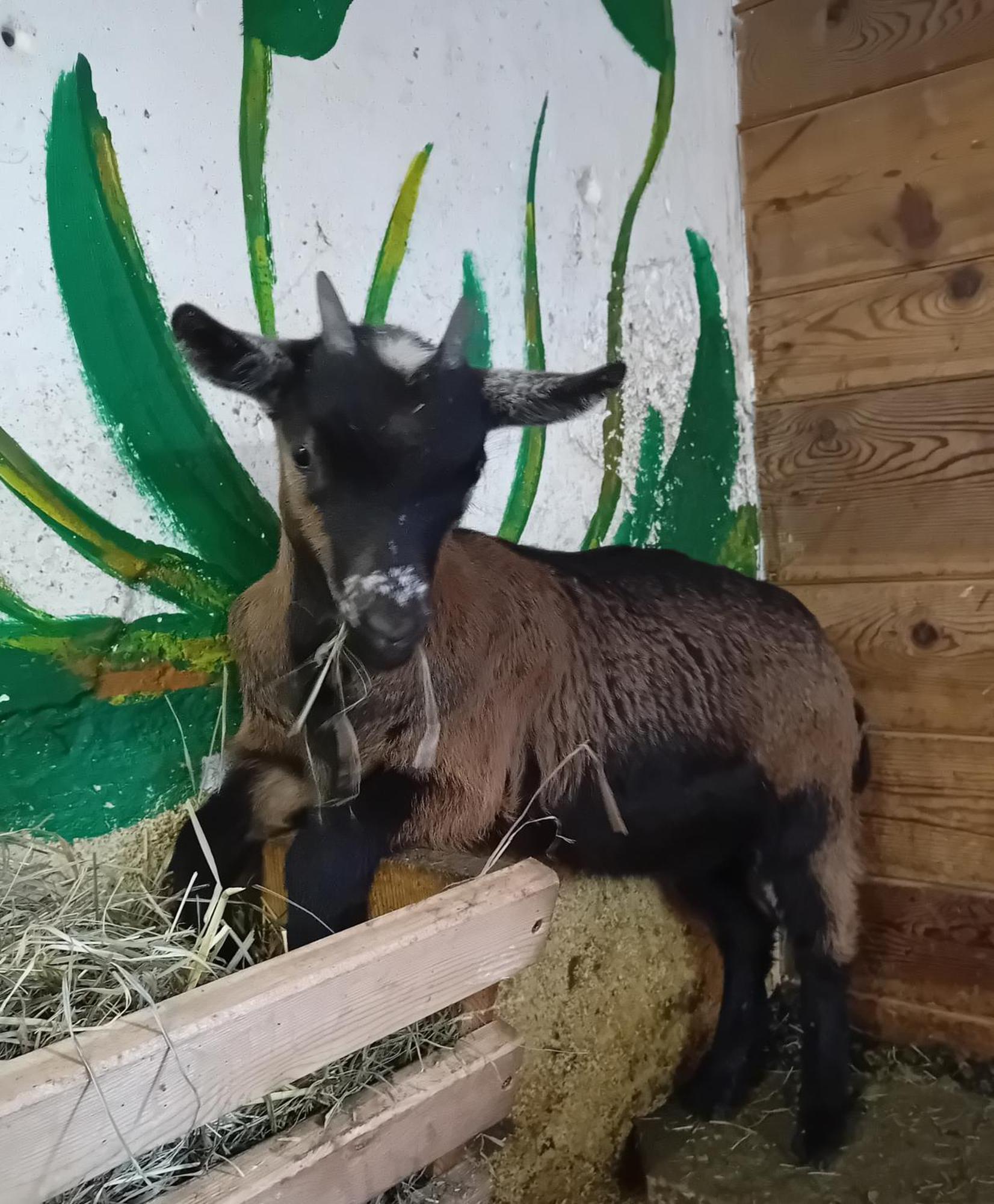 Ferienhaus Egger Innervillgraten Kültér fotó